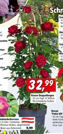 Bauhaus Rosen Doppelbogen Angebot