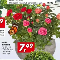 Bauhaus Rosen Patio Hit Angebot