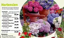 Bauhaus Hortensien Angebot