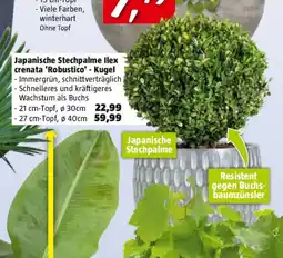Bauhaus Japanische Stechpalme llex crenata Robustico Kugel Angebot