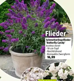 Bauhaus Schmetterlingsflieder Butterfly Candy Angebot