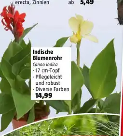 Bauhaus Indische Blumenrohr Angebot