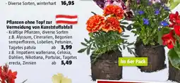 Bauhaus Pflanzen ohne Topf zur Vermeidung von Kunststoffabfall Angebot