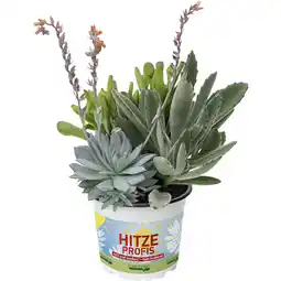 Metro Hitzeprofis Trio Mio, Preisangabe ohne MwSt. (Preis inkl. MwSt. 10,16 €), METRO Angebot