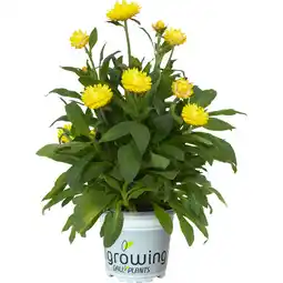 Metro Sommerstauden Mix, Preisangabe ohne MwSt. (Preis inkl. MwSt. 10,16 €), METRO Angebot