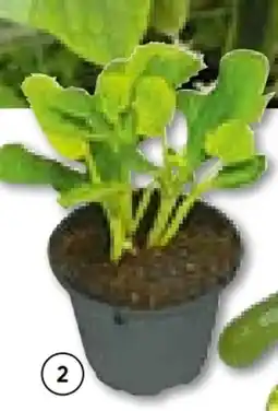 Hellweg Plantiflor Zucchini Pflanze Angebot