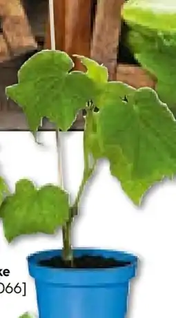 Hellweg Plantiflor Verdelte Gurke Topf Durchmesser Angebot