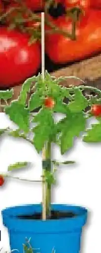 Hellweg Plantiflor Veredelte Salattomate Angebot