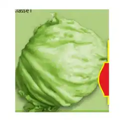 Hofer Eisbergsalat aus Österreich HOFER Angebot