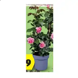 Hofer Duftrose HOFER Angebot