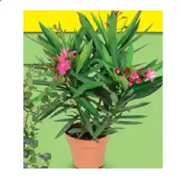 Hofer Oleander HOFER Angebot