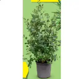 Hofer Eukalyptus Busch HOFER Angebot