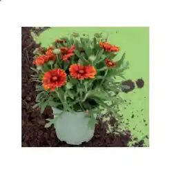 Hofer Staudenmix versch. Sorten HOFER Angebot