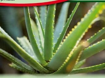 Norma Aloe Vera Angebot