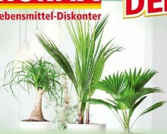 Norma Grünpflanzen Angebot