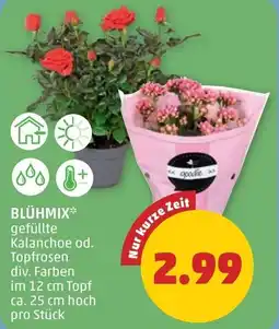 PENNY Blühmix Angebot