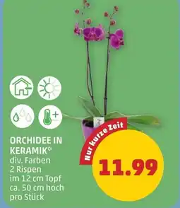 PENNY Orchidee in keramik Angebot