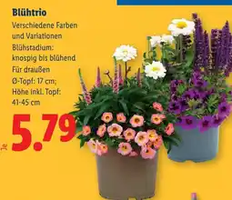 Lidl Blühtrio Angebot