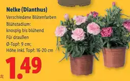 Lidl Nelke (Dianthus) Angebot