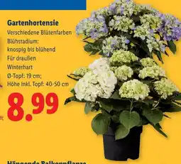 Lidl Gartenhortensie Angebot