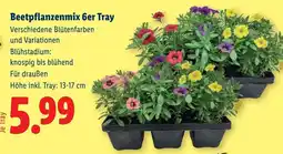 Lidl Beetpflanzenmix 6er tray Angebot