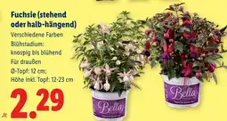 Lidl Fuchsie (stehend oder halb-hängend) Angebot