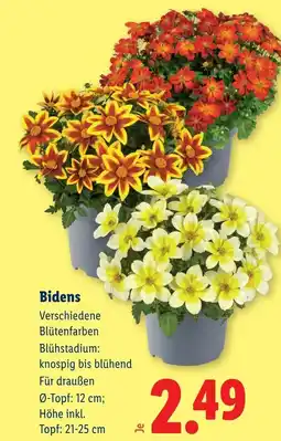 Lidl Bidens Angebot