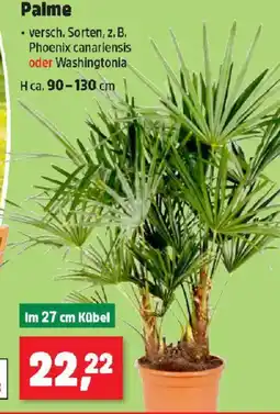 Thomas Philipps Palme Angebot