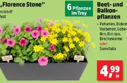 Thomas Philipps Beet- und balkon- pflanzen Angebot