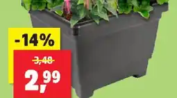 Thomas Philipps Blumenkastl Angebot