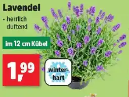 Thomas Philipps Lavendel Angebot