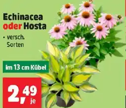 Thomas Philipps Echinacea oder Hosta Angebot
