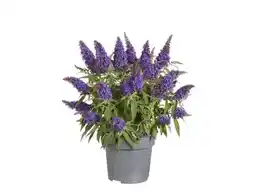 OBI Grow by Obi Sommerflieder Butterfly Candy Angebot