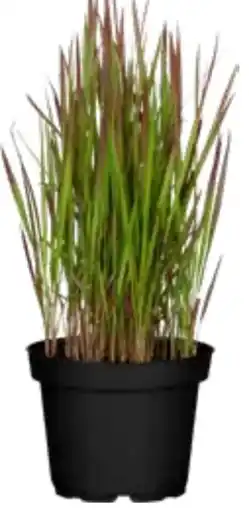OBI Grow by Obi Japanisches Blutgras Red Baron Angebot