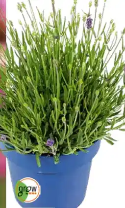 OBI Grow by Obi Echter Lavendel Blau Angebot