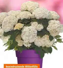 OBI Schneeballhortensie Flower Wow Angebot