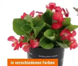 OBI Begonia Farbmix Angebot