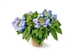 OBI Grow by Obi Hortensie Bloombuster Angebot