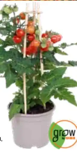 OBI Grow by Obi Cherrytomate Rot Pick & Joy Angebot