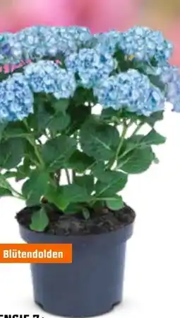 OBI Bauernhortensie Angebot