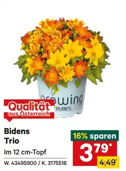 Lagerhaus Bidens Trio Angebot