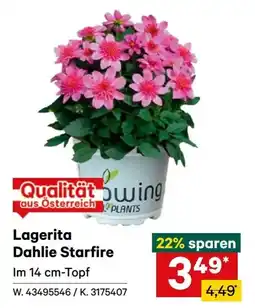 Lagerhaus Lagerita Dahlie Starfire Angebot