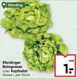 Maximarkt Eferdinger Bologneser oder Kopfsalat Angebot