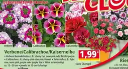Norma Verbene/Calibrachoa/Kaisernelke Angebot