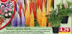 Norma Riesen-Lupinen-Busch Angebot