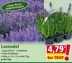 Norma Lavendel Angebot