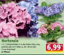Norma Hortensie Angebot