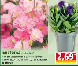 Norma Eustoma lisianthus Angebot