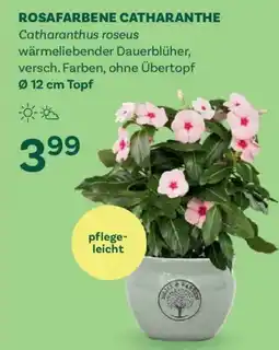 Bellaflora Rosafarbene catharanthe Angebot