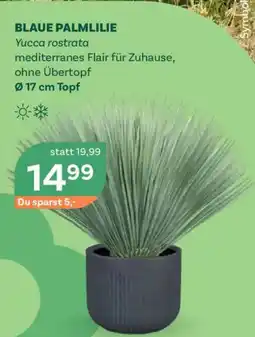 Bellaflora Blaue palmlilie Angebot
